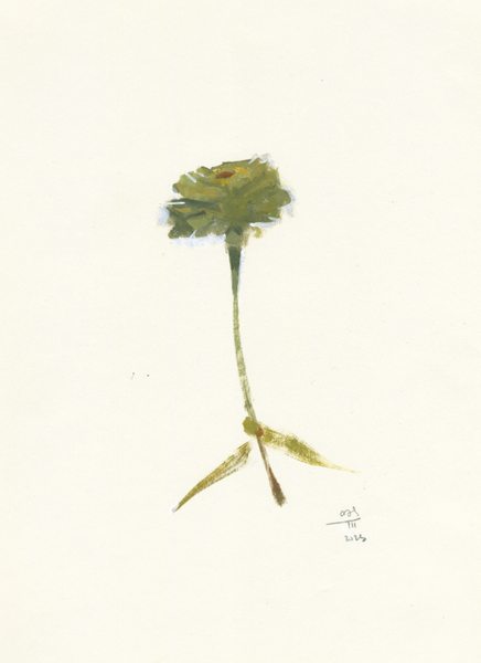 Zinnia Study 1 - original