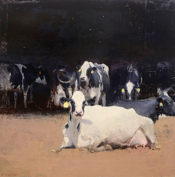Large white milk cow with black markings and a yellow tag in her year sits in the barn yard with other black and white cows behind her.